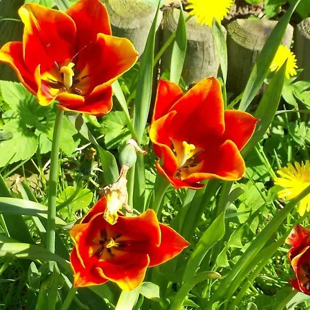 Appartement Op De Warft *