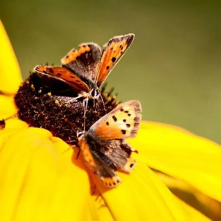 Op De Warft * Vollerwiek
