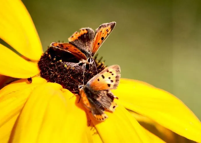 Op De Warft * Vollerwiek