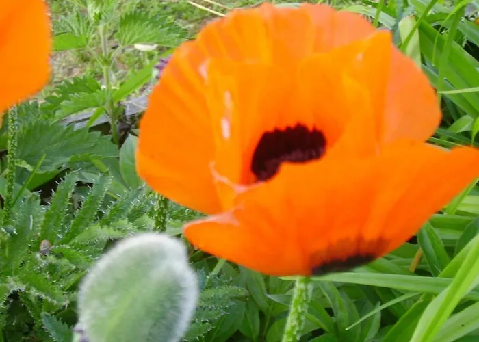 Op De Warft Vollerwiek